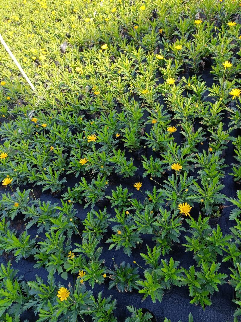 沐春菊基地直销大量时花草花泥炭土种植欢迎订购