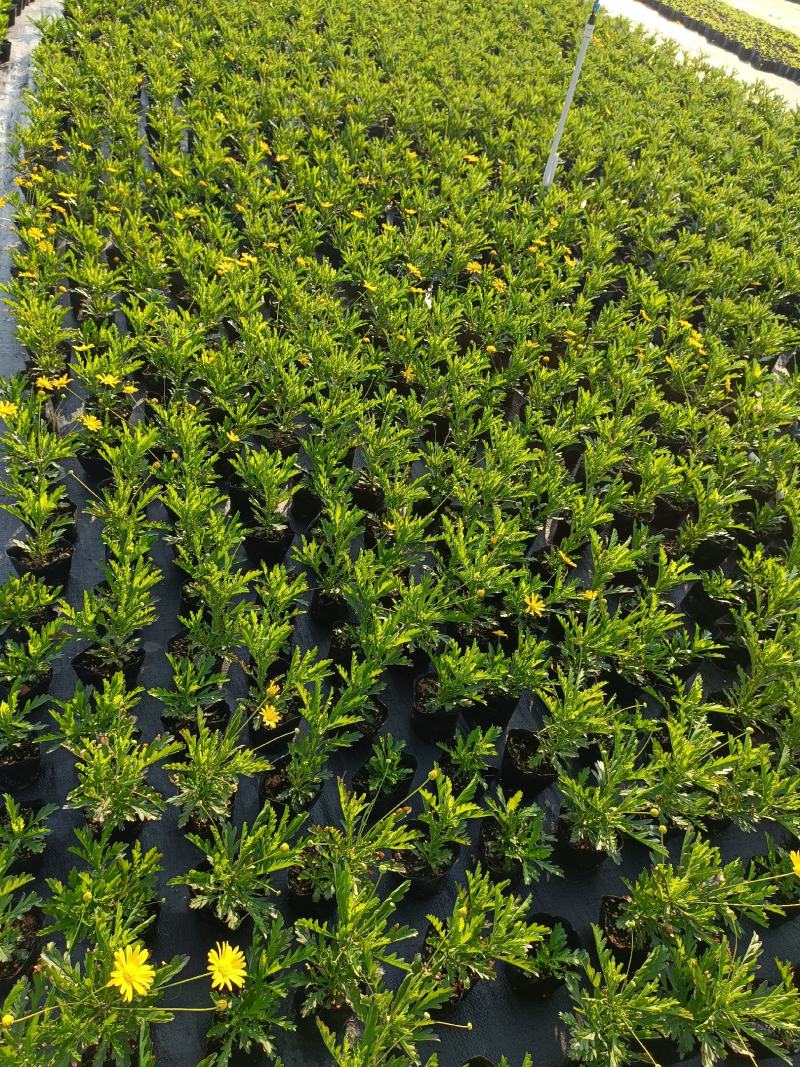 沐春菊基地直销大量时花草花泥炭土种植欢迎订购