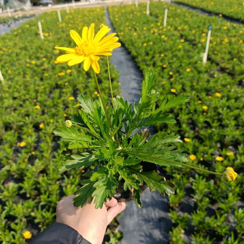 沐春菊基地直销大量时花草花泥炭土种植欢迎订购