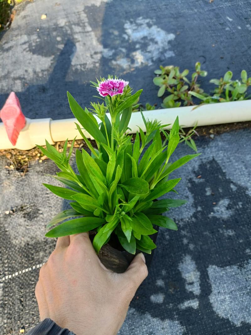 石竹基地直销大量时花草花泥炭土种植欢迎订购
