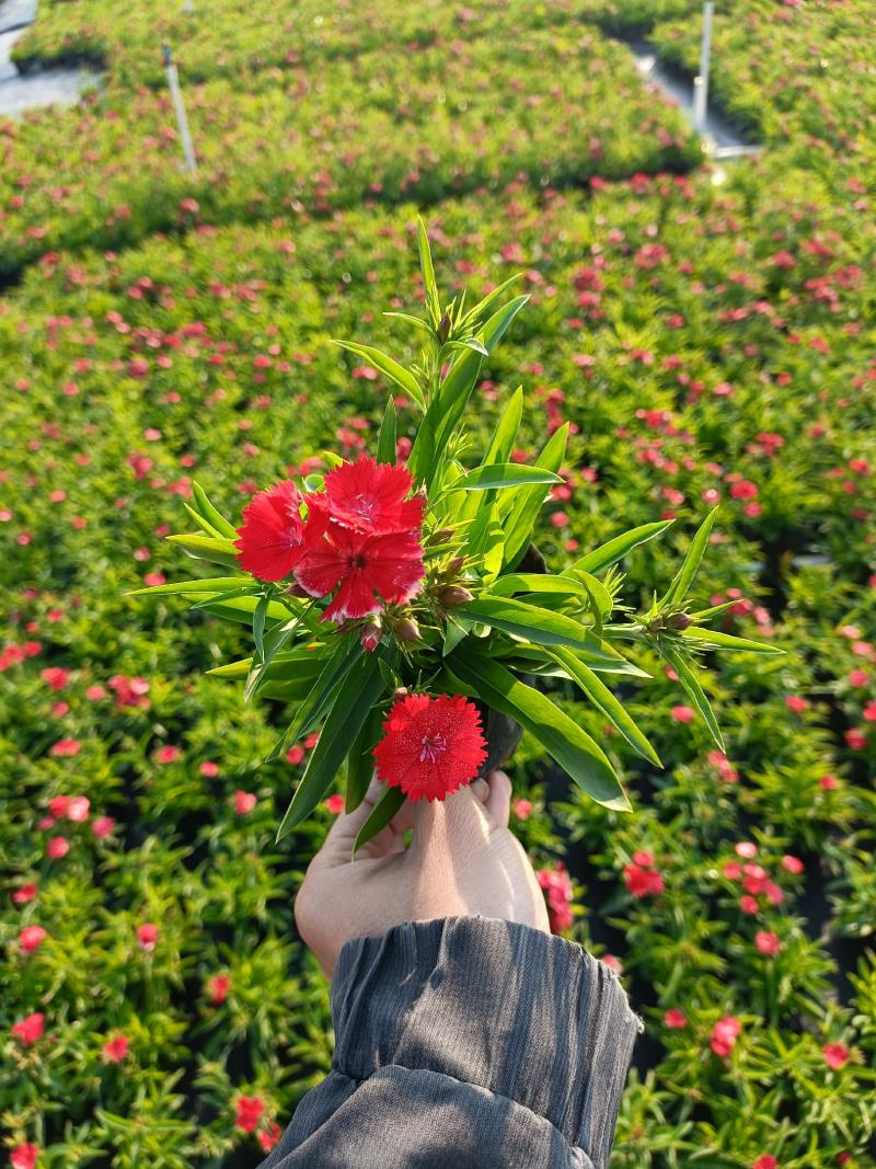 石竹基地直销大量时花草花泥炭土种植欢迎订购