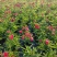 石竹基地直销大量时花草花泥炭土种植欢迎订购