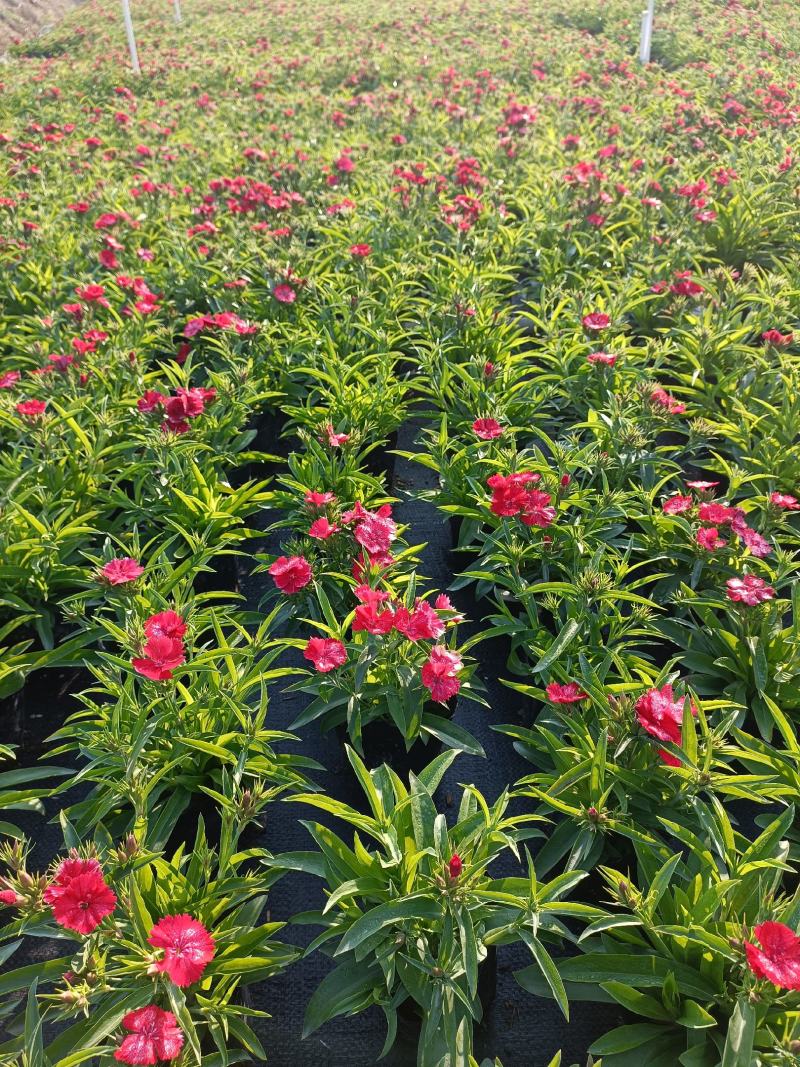 石竹基地直销大量时花草花泥炭土种植欢迎订购