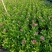 石竹基地直销大量时花草花泥炭土种植欢迎订购