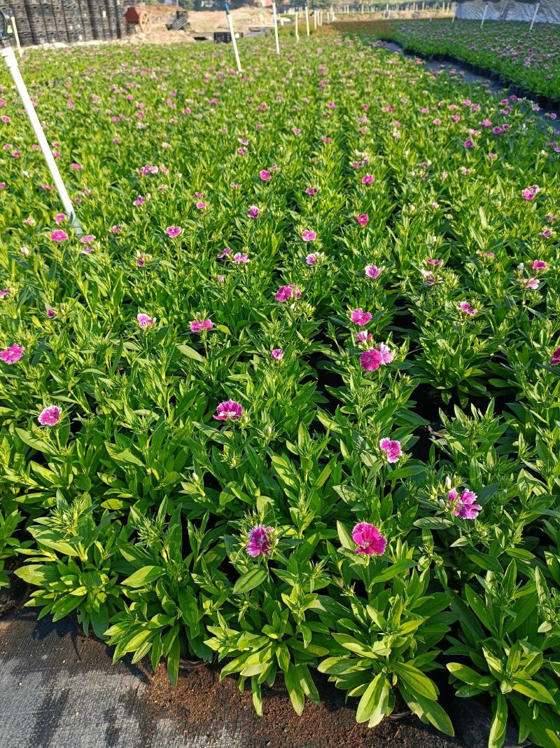 石竹基地直销大量时花草花泥炭土种植欢迎订购