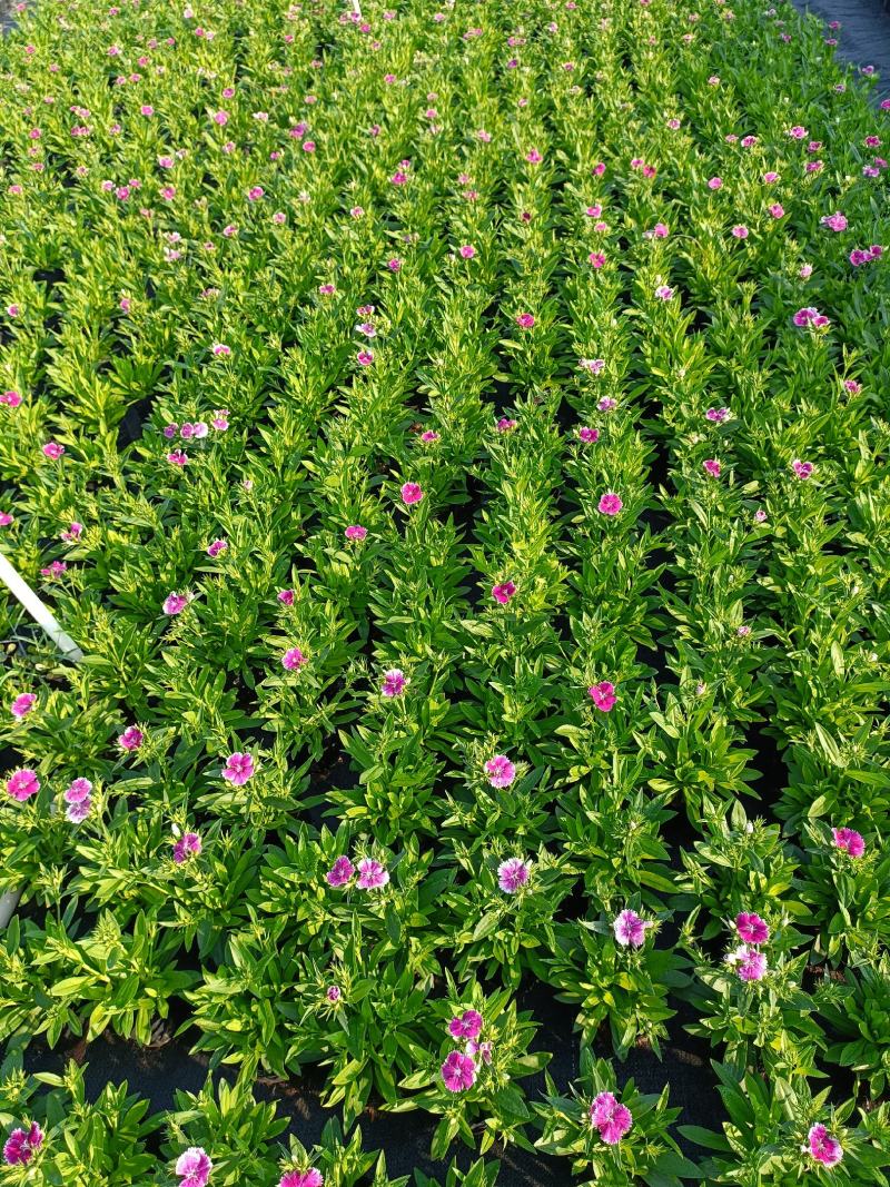 石竹基地直销大量时花草花泥炭土种植欢迎订购