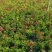 石竹基地直销大量时花草花泥炭土种植欢迎订购