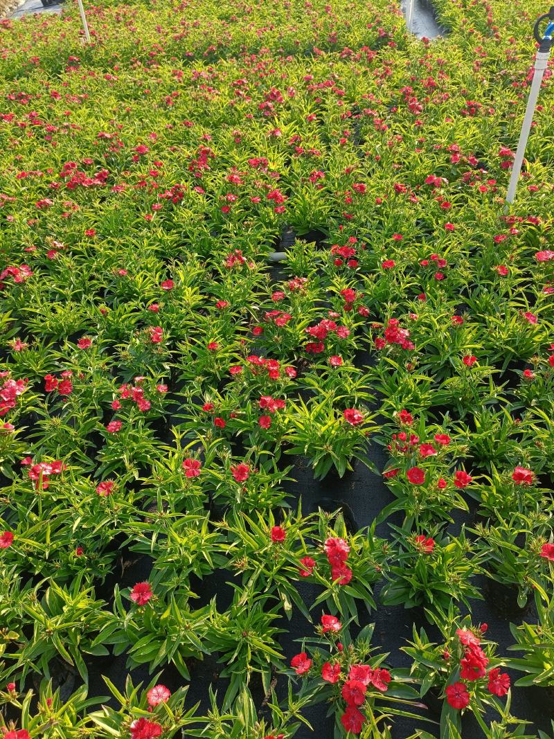 石竹基地直销大量时花草花泥炭土种植欢迎订购