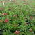 石竹基地直销大量时花草花泥炭土种植欢迎订购