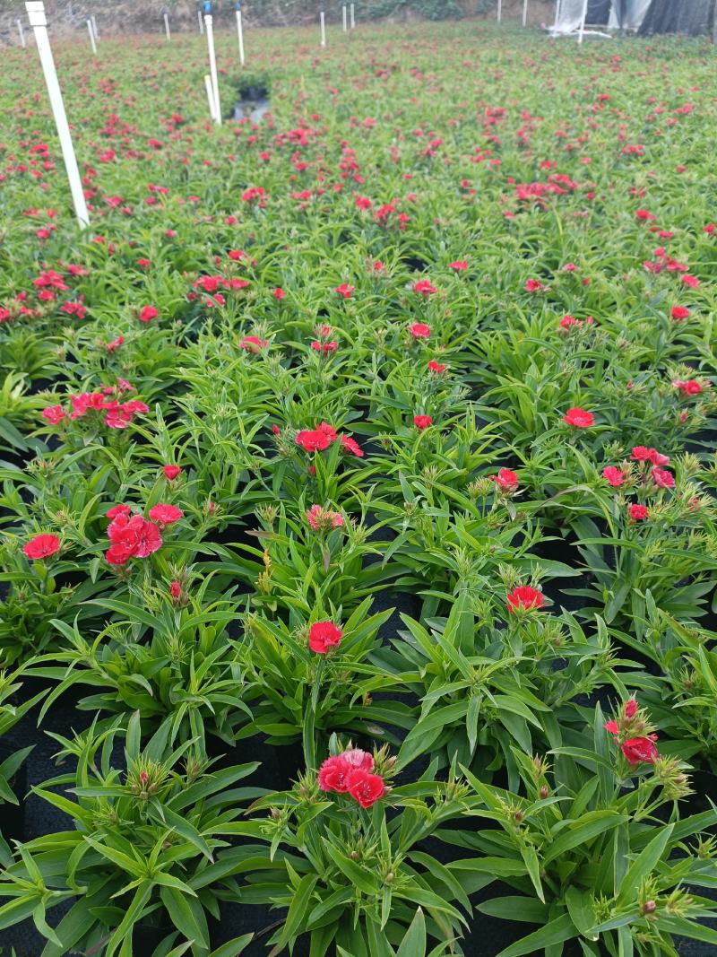 石竹基地直销大量时花草花泥炭土种植欢迎订购