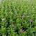 石竹基地直销大量时花草花泥炭土种植欢迎订购