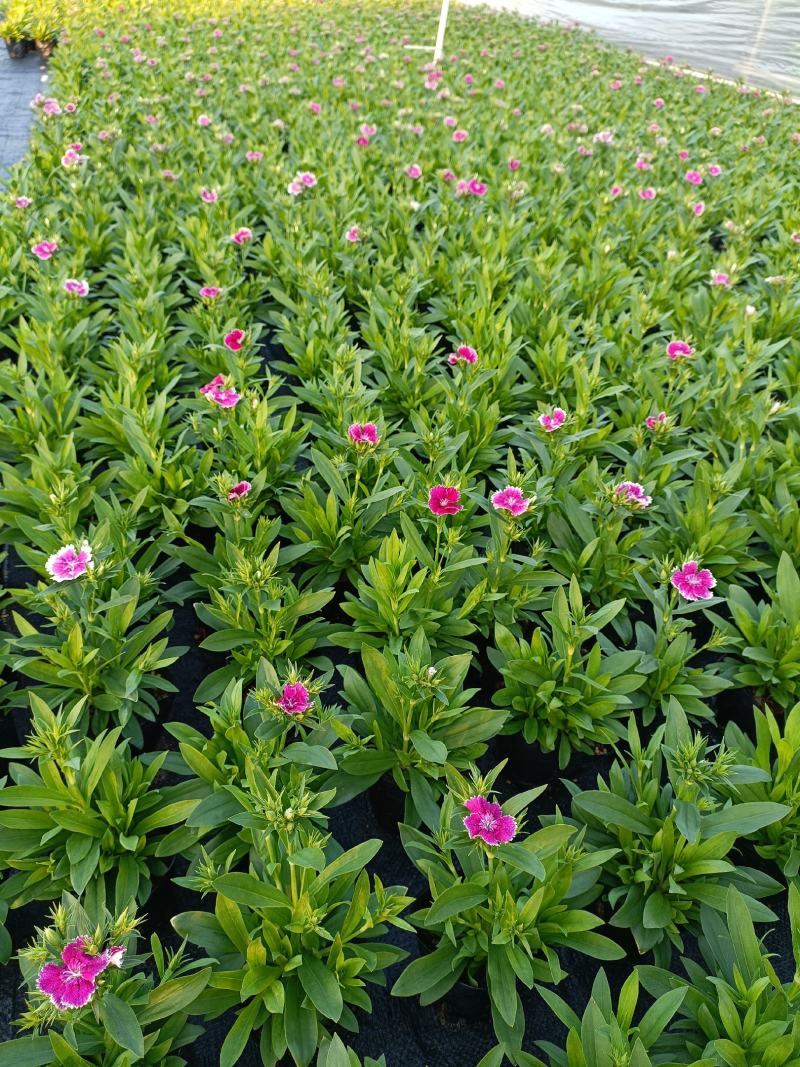 石竹基地直销大量时花草花泥炭土种植欢迎订购