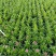 石竹基地直销大量时花草花泥炭土种植欢迎订购