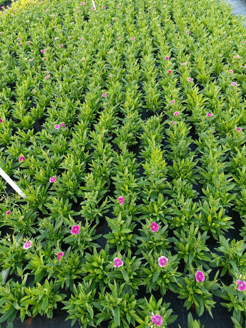 石竹基地直销大量时花草花泥炭土种植欢迎订购