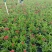 石竹基地直销大量时花草花泥炭土种植欢迎订购