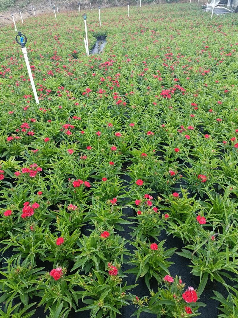 石竹基地直销大量时花草花泥炭土种植欢迎订购