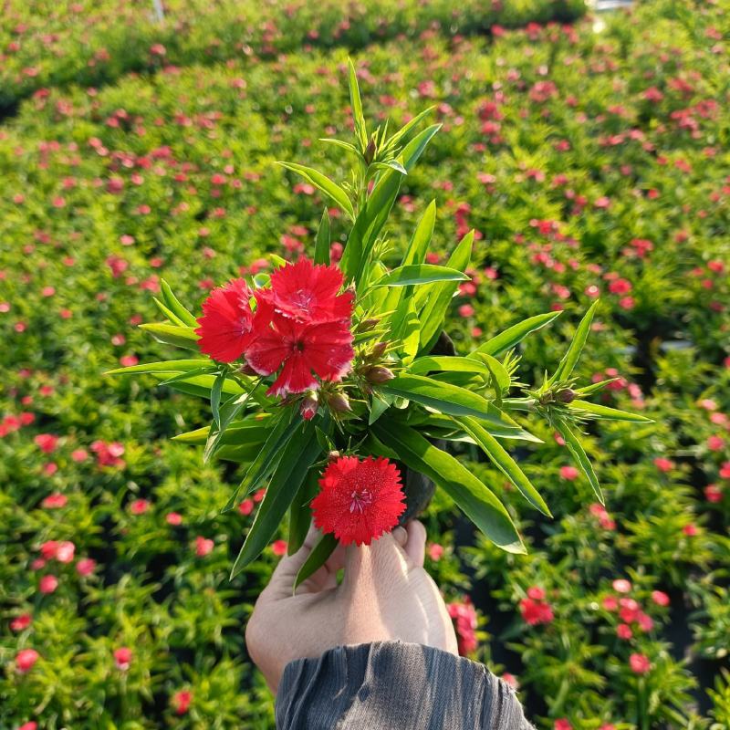 石竹基地直销大量时花草花泥炭土种植欢迎订购