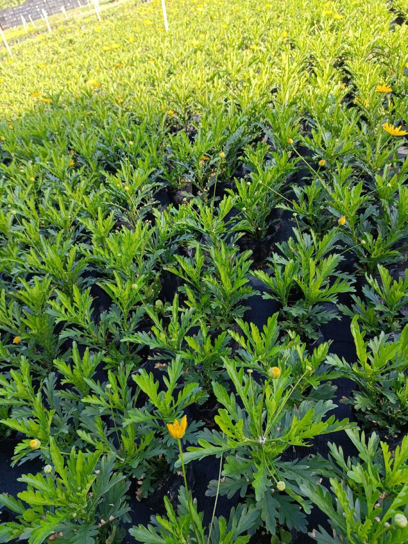 沐春菊基地直销大量时花草花泥炭土种植欢迎订购
