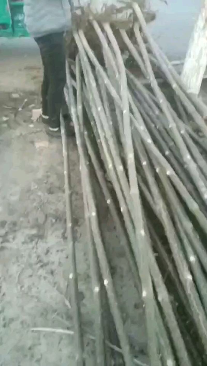 河南精品泡桐苗规格齐全价格优惠诚信经营