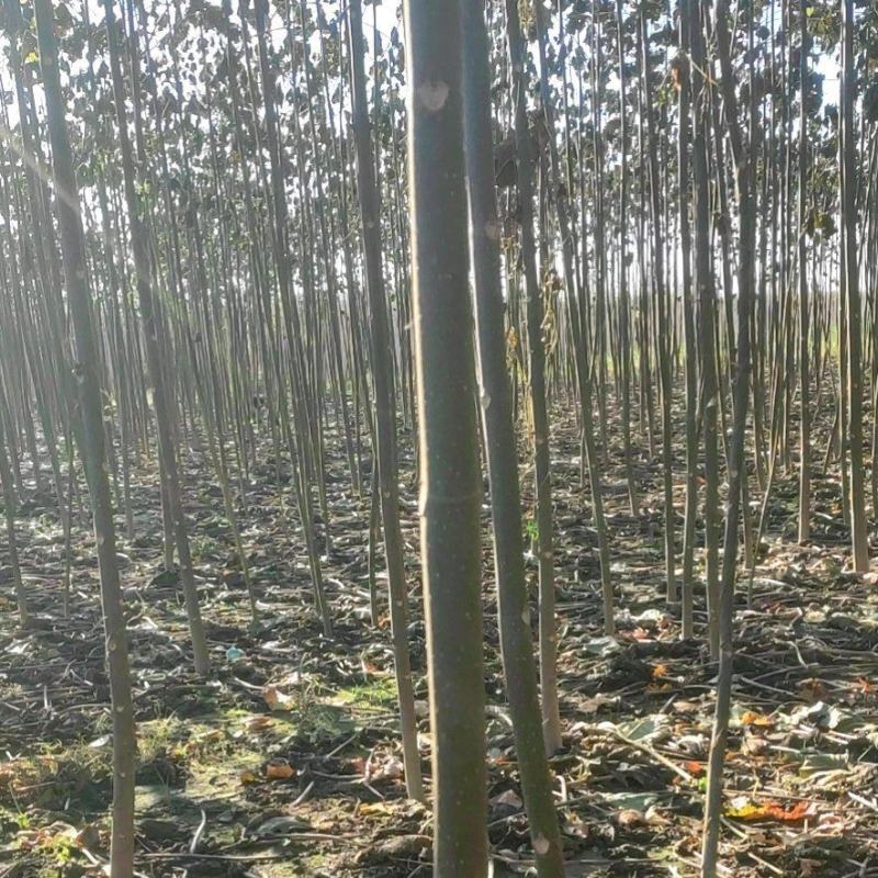 河南精品泡桐苗规格齐全价格优惠诚信经营