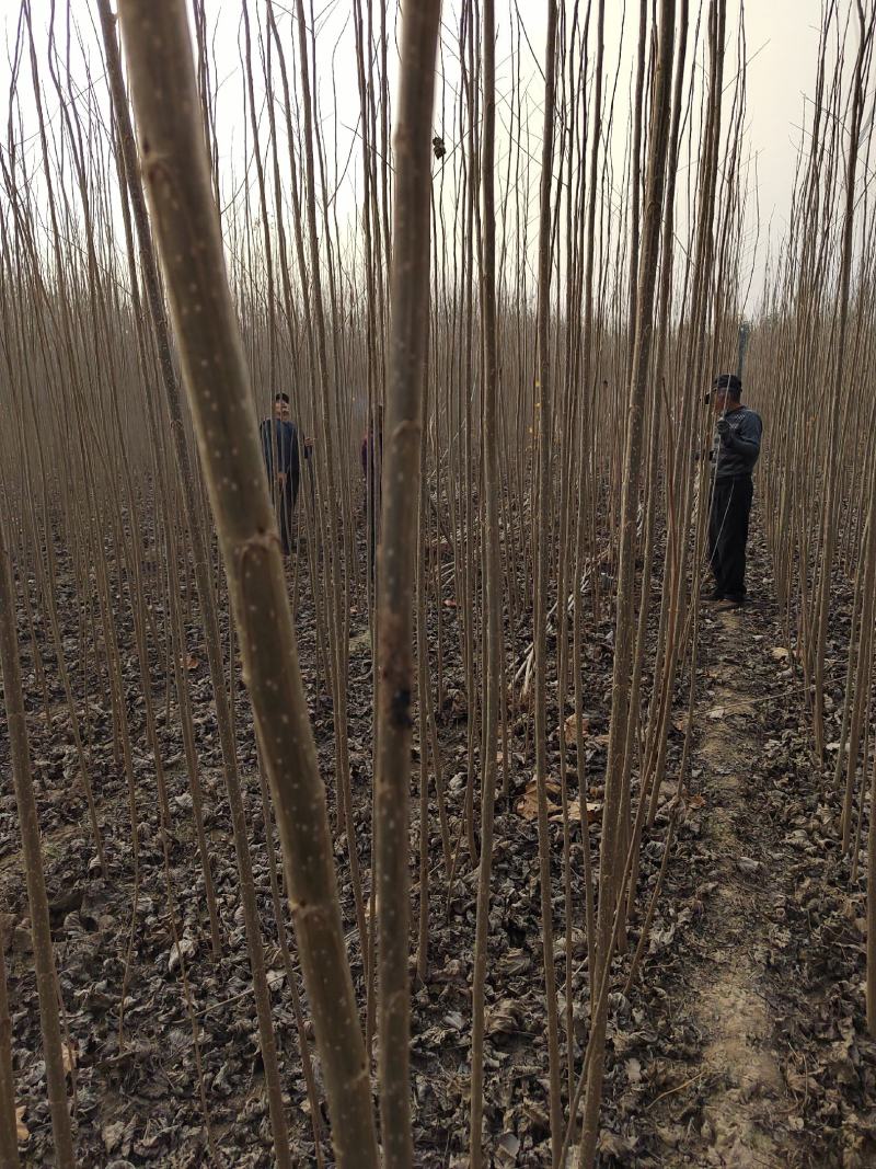 河南省周口市西华速生杨树苗大量上市销售中量大需要的联系