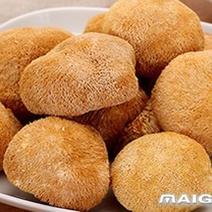 木腐食用菌菇猴头菇农家特产500克煲汤煮粥鲜烹新货食材