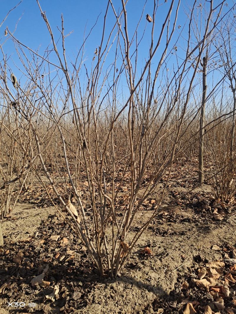 紫荆、腊梅～河南鄢陵货源有货，有需要的老板联
