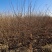 紫荆、腊梅～河南鄢陵货源有货，有需要的老板联