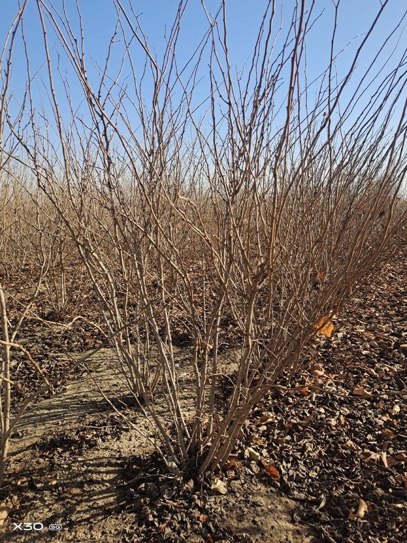 紫荆、腊梅～河南鄢陵货源有货，有需要的老板联