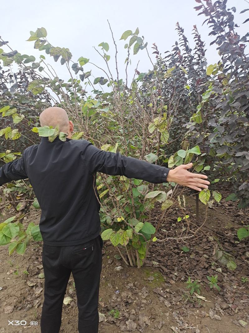 紫荆、腊梅～河南鄢陵货源有货，有需要的老板联