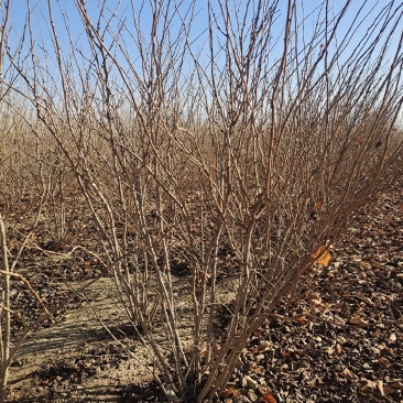 紫荆、腊梅～河南鄢陵货源有货，有需要的老板联