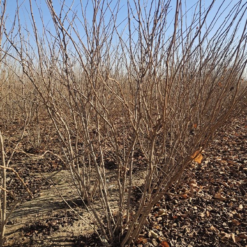 紫荆、腊梅～河南鄢陵货源有货，有需要的老板联