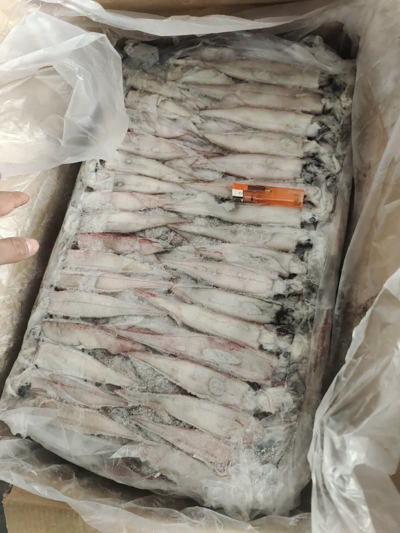 笔管鱼小鱿鱼海兔鱼增马来笔管鱼八爪鱼AAA级