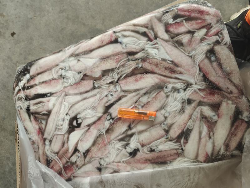 笔管鱼小鱿鱼海兔鱼增马来笔管鱼八爪鱼AAA级
