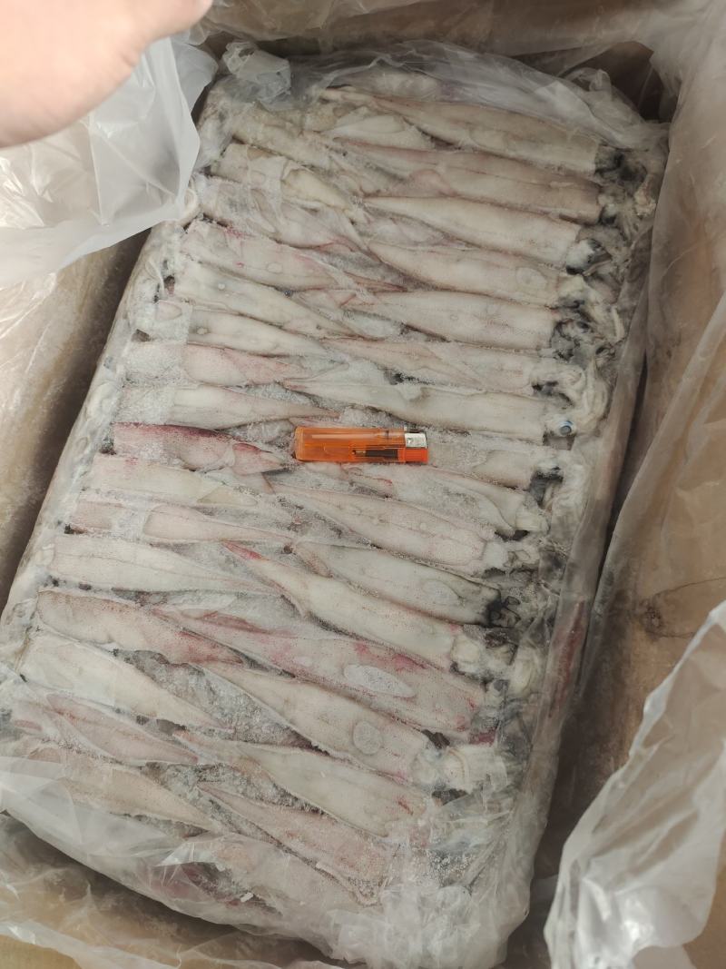 笔管鱼小鱿鱼海兔鱼增马来笔管鱼八爪鱼AAA级