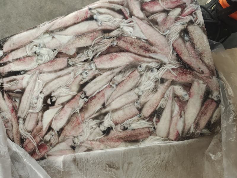 笔管鱼小鱿鱼海兔鱼增马来笔管鱼八爪鱼AAA级