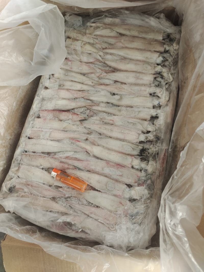 笔管鱼小鱿鱼海兔鱼增马来笔管鱼八爪鱼AAA级