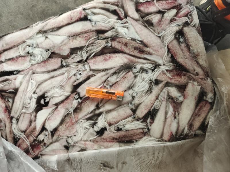 笔管鱼小鱿鱼海兔鱼增马来笔管鱼八爪鱼AAA级