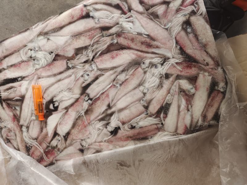 笔管鱼小鱿鱼海兔鱼增马来笔管鱼八爪鱼AAA级