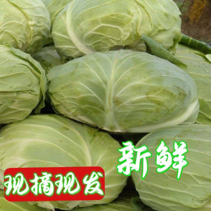 【畅销】21年头茬包菜新鲜卷心菜圆洋白菜包心菜绿甘蓝沙拉