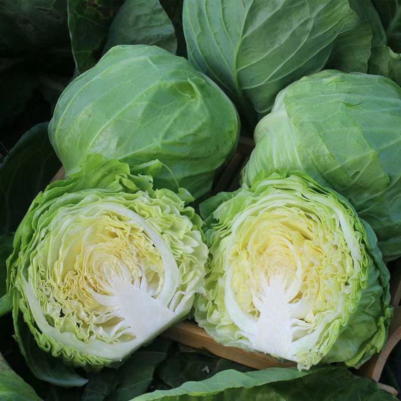 【畅销】21年头茬包菜新鲜卷心菜圆洋白菜包心菜绿甘蓝沙拉