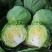 【畅销】21年头茬包菜新鲜卷心菜圆洋白菜包心菜绿甘蓝沙拉