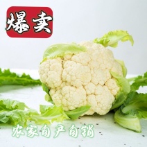 【爆卖】现砍菜花新鲜有机花菜椰菜松花菜球白菜花散花蔬菜批