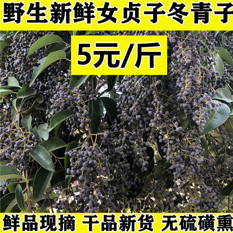大叶女种子贞四季常绿夏日白花满树