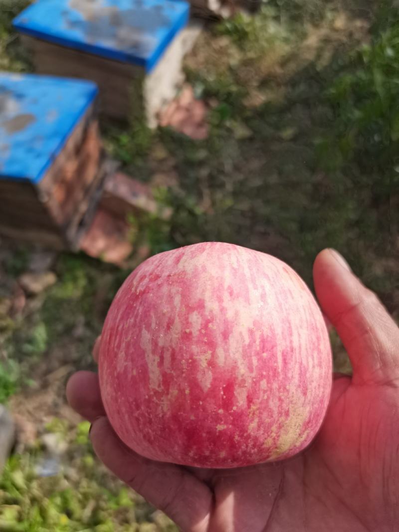蒙阴精品条纹片红红富士，质优价廉，产地直供，货真价实