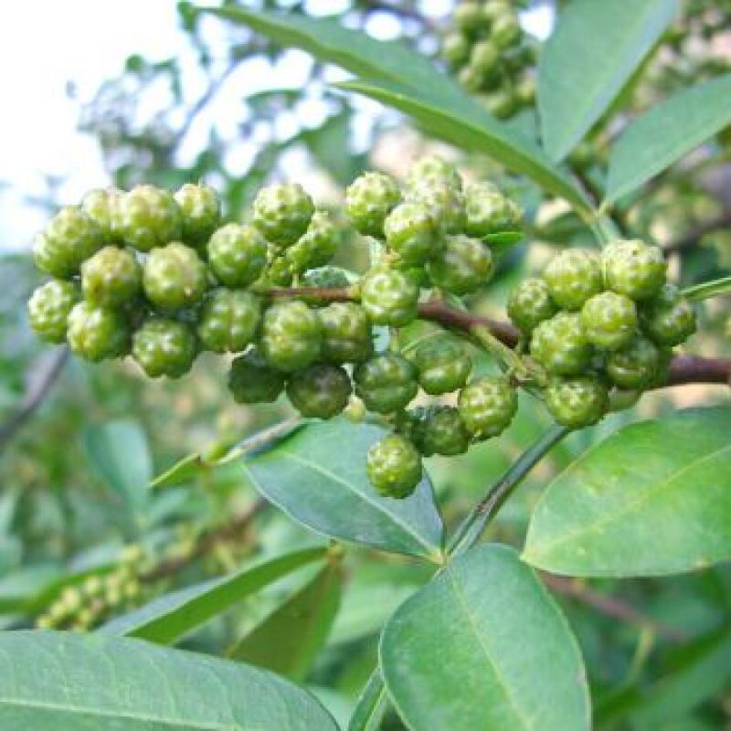 大红袍花椒苗无刺花椒苗狮子头青皮根系发达毛细根多