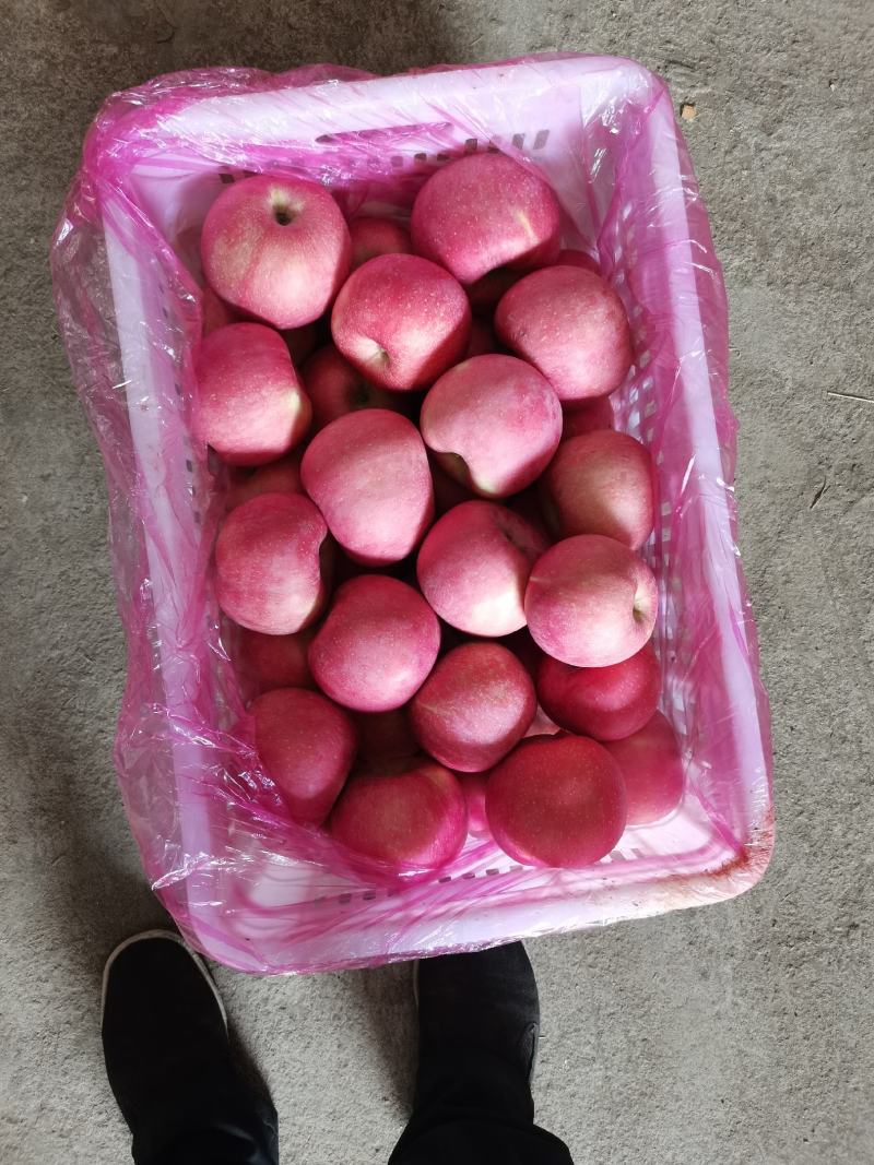 精品条纹片红红富士，产地直供质优价廉，货真价实