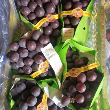 辽宁北镇精品巨峰葡萄高中低档各种规格各个价位的都有