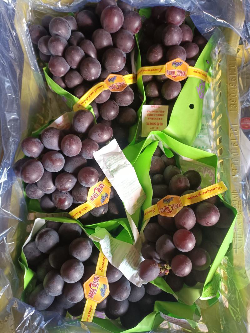 辽宁北镇精品巨峰葡萄高中低档各种规格各个价位的都有