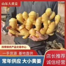 山东优质生姜常年供应，大黄姜，小黄姜质优价廉，辣味浓厚